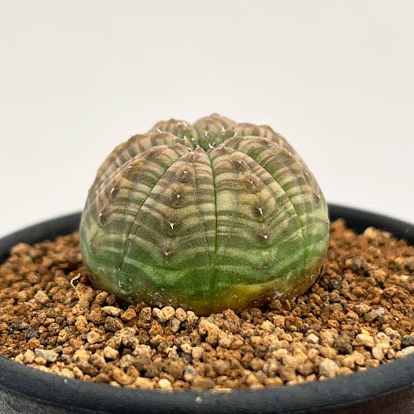 観葉植物 ユーフォルビア オベサ 2.5号鉢植え : 園芸ネット - 通販