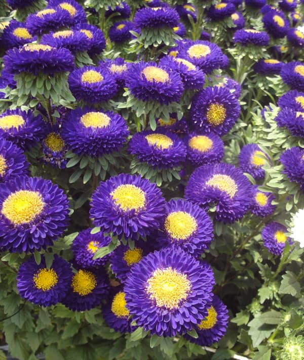 草花の苗 26年9月中下旬予約 アスター松本 ...の詳細画像3