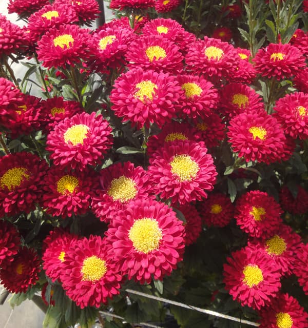 草花の苗 26年9月中下旬予約 アスター松本 ...の詳細画像3