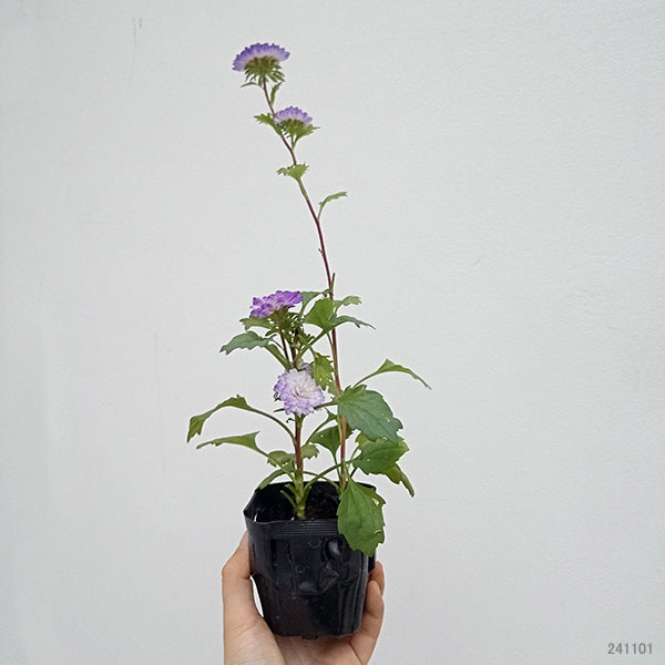 草花の苗 26年9月中下旬予約 アスター松本 ...の詳細画像1