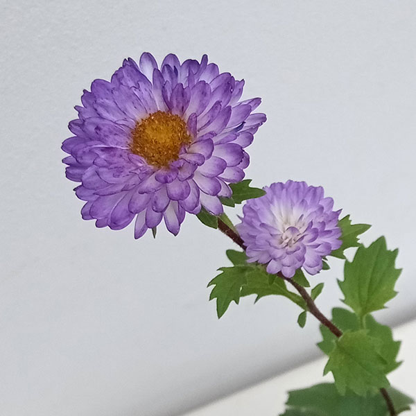 草花の苗 26年9月中下旬予約 アスター松本 ...の詳細画像2