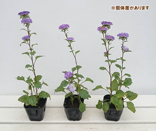 草花の苗 26年9月中下旬予約 アスター松本 ...の詳細画像4