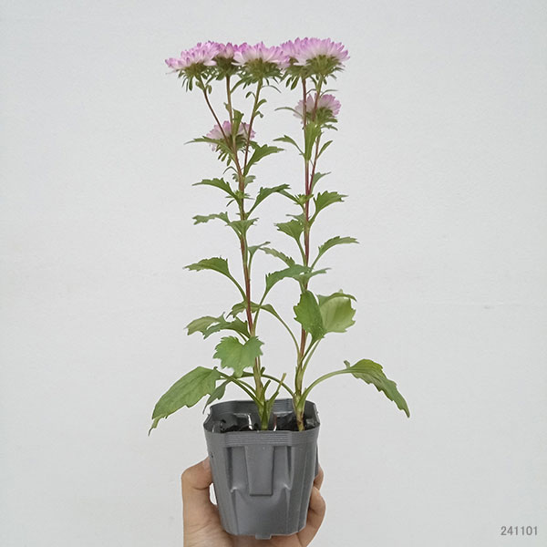 草花の苗 26年9月中下旬予約 アスター松本 ...の詳細画像1