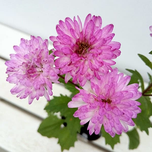 草花の苗 26年9月中下旬予約 アスター松本 ...の詳細画像2