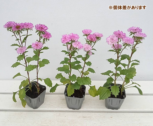 草花の苗 26年9月中下旬予約 アスター松本 ...の詳細画像3