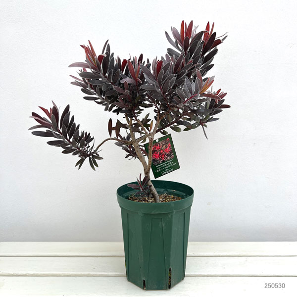 43㎝ リューカデンドロンとアンティーク紫陽花の横長ガーランド 43