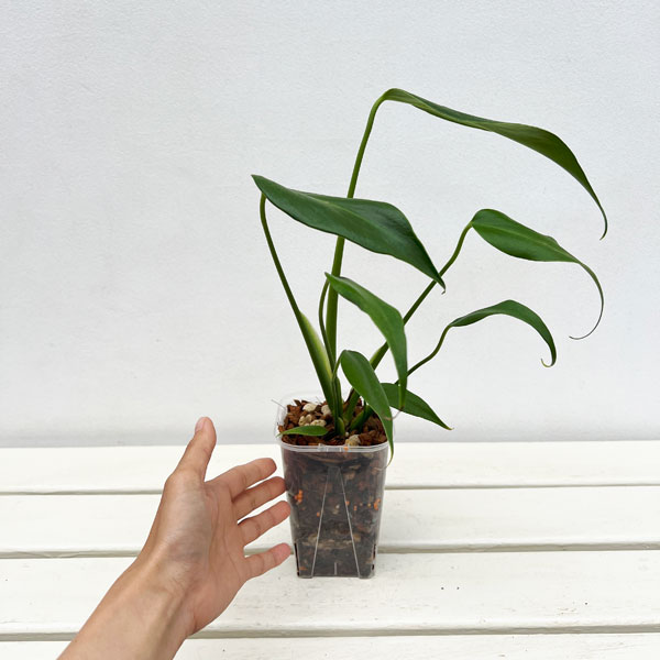 観葉植物/棚卸セール モンステラ：バールマルクスフレーム 3.5号