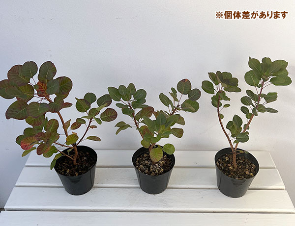 花木 庭木の苗 サマーセール スモークツリー ...の詳細画像1