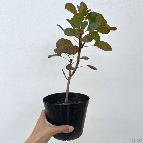 スモークツリー 株立ち（苗木、植木） | 花、ガーデニング のおすすめ