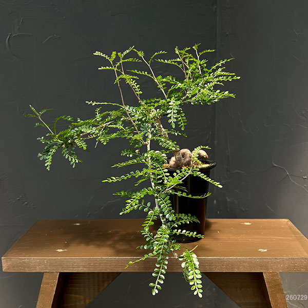 観葉植物 オペルクリカリア パキプス 4号鉢植...の詳細画像5