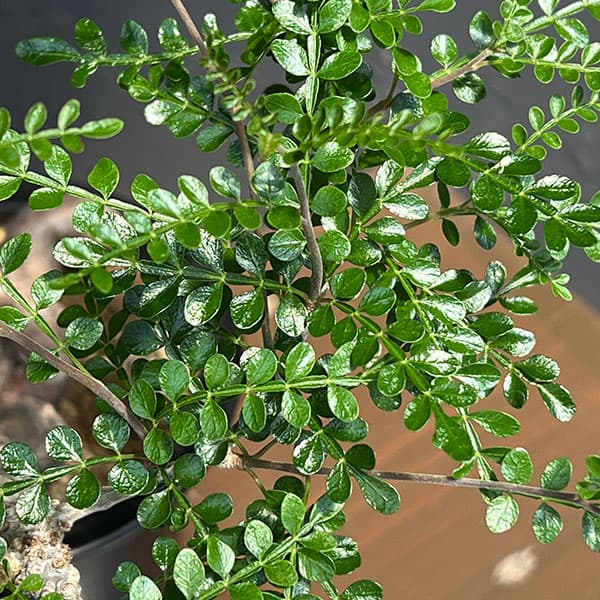 観葉植物 オペルクリカリア パキプス 4号鉢植...の詳細画像1