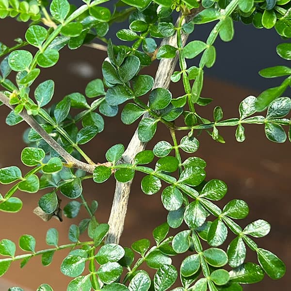 観葉植物 オペルクリカリア パキプス 4号鉢植...の詳細画像2