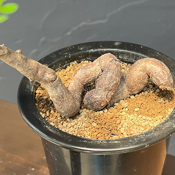 観葉植物 オペルクリカリア パキプス 4号鉢植...の詳細画像3