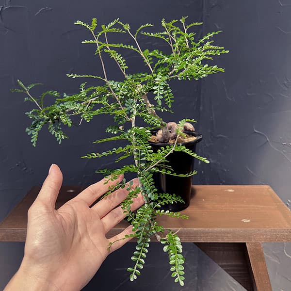 観葉植物 オペルクリカリア パキプス 4号鉢植...の詳細画像4