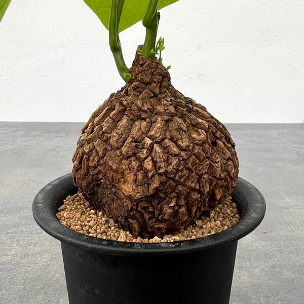 ステファニア 植物（花、ガーデニング）の商品一覧 通販 - Yahoo