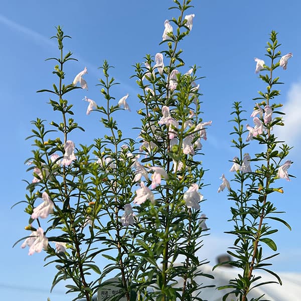 草花の苗 カラミンサ ジョージアカラミンサ4.5号ポット : 園芸ネット