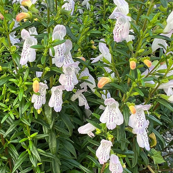 草花の苗 カラミンサ ジョージアカラミンサ4.5号ポット : 園芸ネット