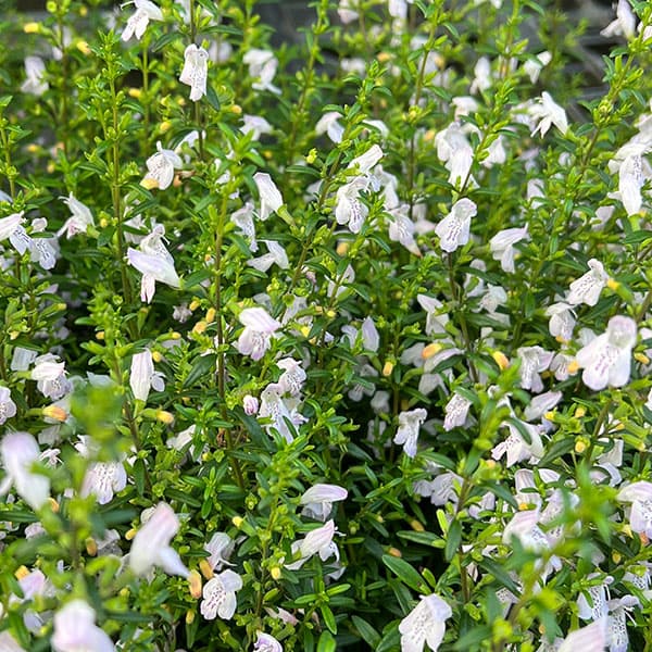 草花の苗 カラミンサ ジョージアカラミンサ4.5号ポット : 園芸ネット