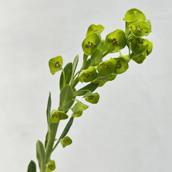 ユーフォルビア エリガベンシス 開花株 2 CATEGORY ユーフォルビア | STELLA.PLANTS
