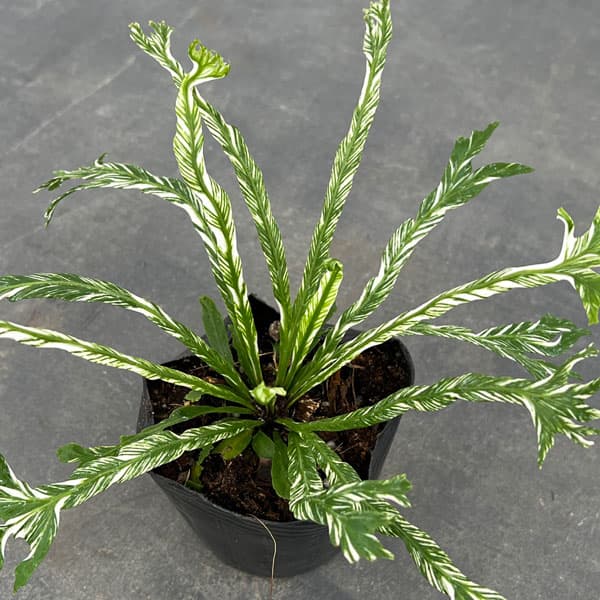 アスプレニウム　斑入り　コルク付け5 アスプレニウム（観葉植物） | 花、ガーデニング のおすすめ人気