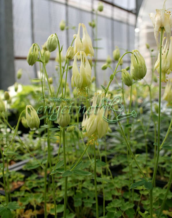 オダマキのおすすめ人気商品一覧 通販 - Yahoo!ショッピング