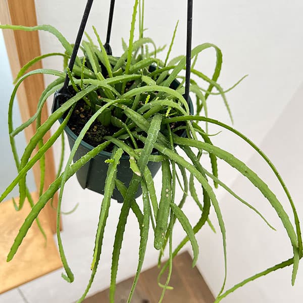 クジャクサボテン（サボテン、多肉植物） | 花、ガーデニング の商品