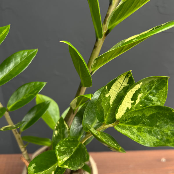 ザミオクルカスレイヴン ピンク斑入り 微発根① ザミオクルカスの種類