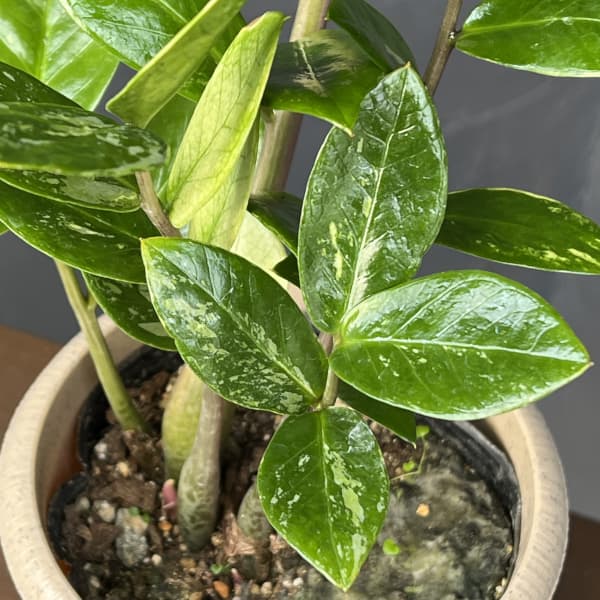 ザミオクルカスのおすすめ人気商品一覧 通販 - Yahoo!ショッピング