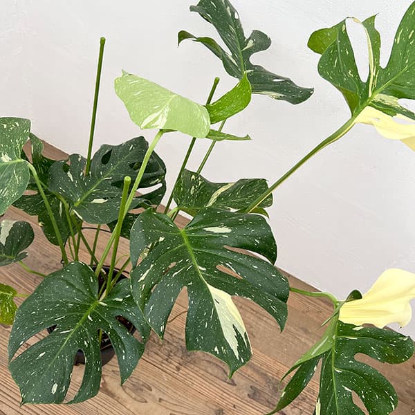 絶希少】Monstera Deliciosa Greensnowグリーンスノー
