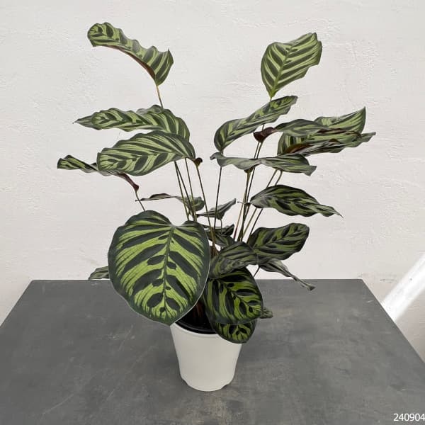 カラテア 5号（観葉植物） | 花、ガーデニング のおすすめ人気商品一覧