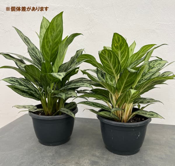 アグラオネマ（観葉植物）の商品一覧 | 花、ガーデニング 通販 - Yahoo!ショッピング