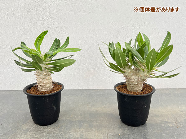 パキポディウム デンシフローラムのおすすめ人気商品一覧 通販