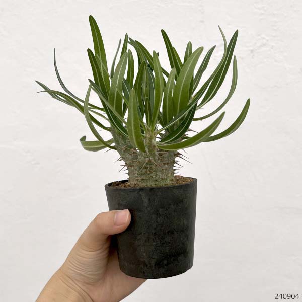 パキポディウム ロスラーツム（花、ガーデニング）のおすすめ人気商品