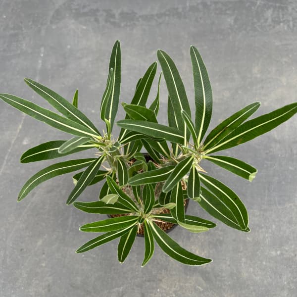 観葉植物 パキポディウム ロスラーツム3号鉢植え *の詳細画像5