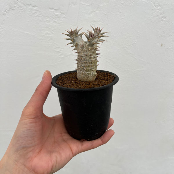 観葉植物 パキポディウム ロスラーツム3号鉢植え *の詳細画像1
