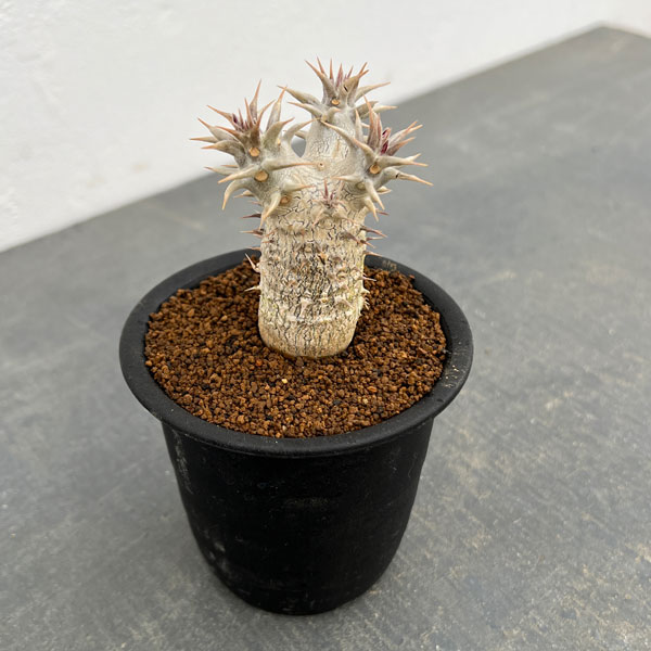 観葉植物 パキポディウム ロスラーツム3号鉢植え *の詳細画像2