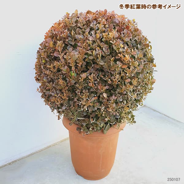 玉ツゲ（苗木、植木） | 花、ガーデニング のおすすめ人気商品