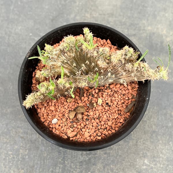 観葉植物 パキポディウム グラキリス 綴化 3号鉢24-01 : 園芸ネット