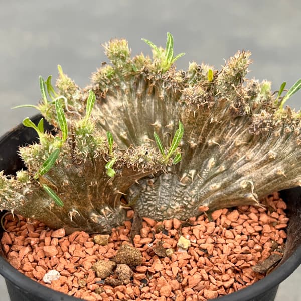 観葉植物 パキポディウム グラキリス 綴化 3号鉢24-01 : 園芸ネット