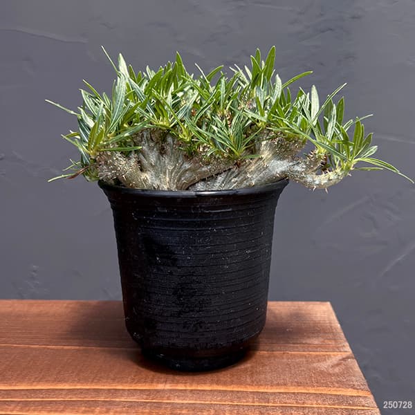 グラキリスのおすすめ人気商品一覧 通販 - Yahoo!ショッピング