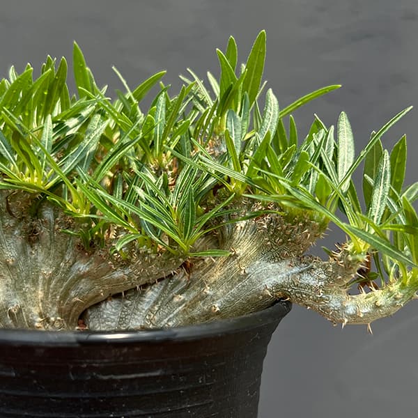 パキポディウム・グラキリスのおすすめ人気商品一覧 通販 - Yahoo