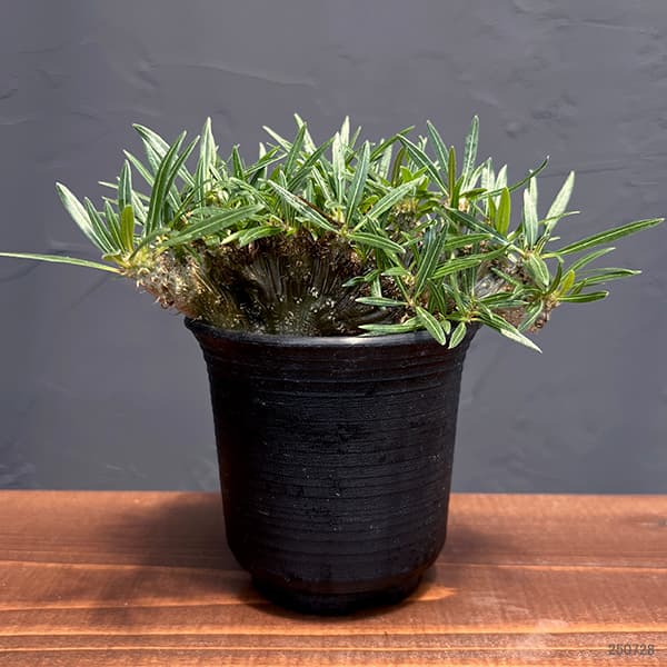 サボテン 綴化のおすすめ人気商品一覧 通販 - Yahoo!ショッピング