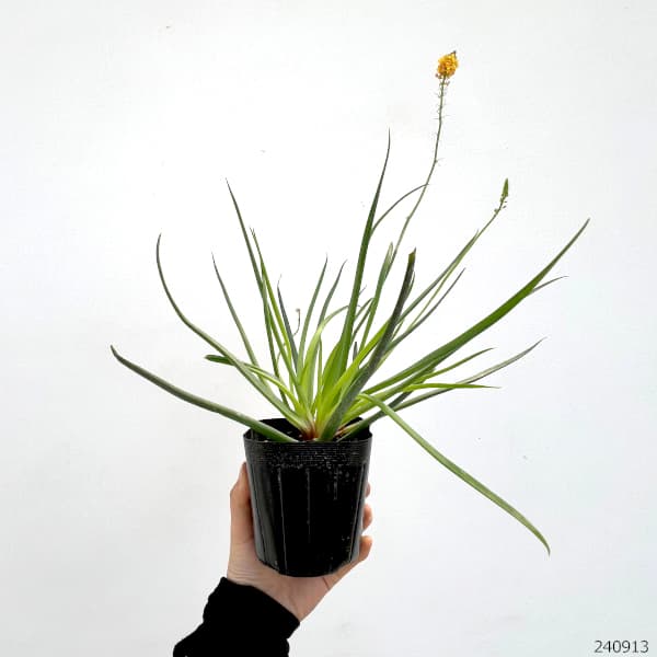 草花の苗 (わけあり特価)ブルビネ サンセット...の詳細画像1