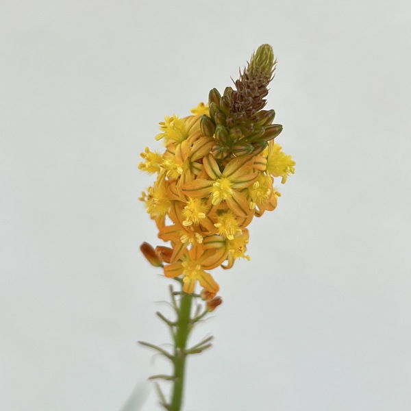 草花の苗 (わけあり特価)ブルビネ サンセット...の詳細画像2