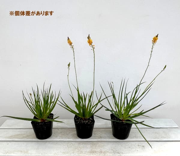 草花の苗 (わけあり特価)ブルビネ サンセット...の詳細画像3