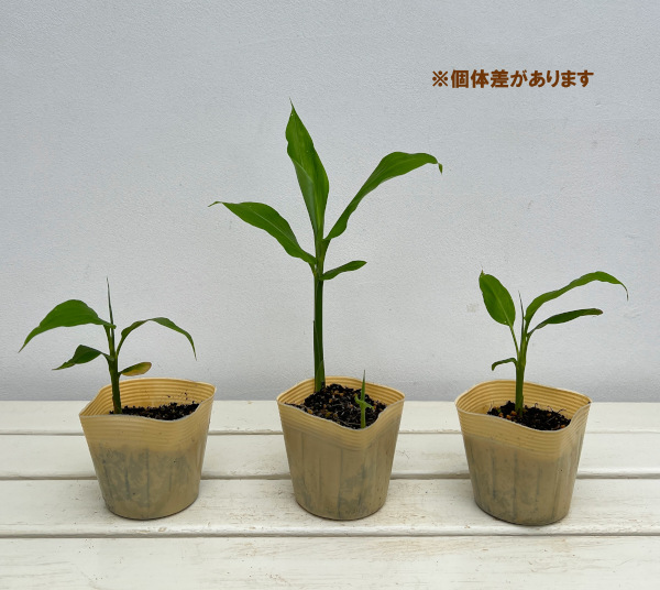 ミョウガ 地下茎のおすすめ人気商品一覧 通販 - Yahoo!ショッピング
