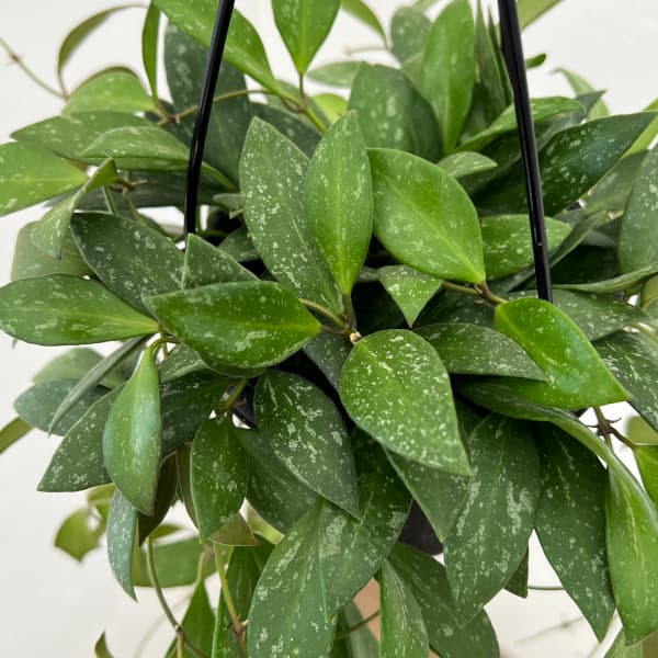 観葉植物 ホヤ NAP16（ロシータ×メモリア） 4号吊り鉢 : 園芸ネット