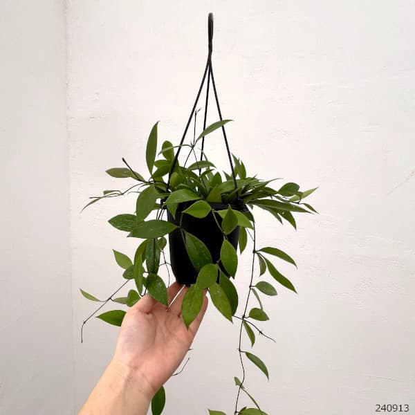園芸ネット - 新商品 NEW!｜Yahoo!ショッピング