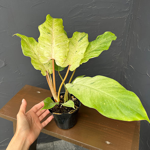 観葉植物 フィロデンドロン スノードリフト 3.5号ポット |  | 05