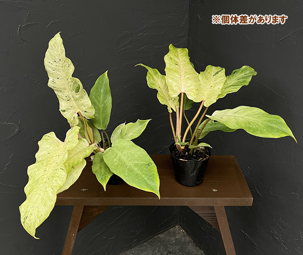 観葉植物 フィロデンドロン スノードリフト 3.5号ポット |  | 06